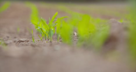 crops growing in cultivated soil at farm