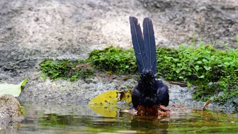 White-rumped-Shama-Baden-Im-Wald-An-Einem-Heißen-Tag,-Copsychus-Malabaricus,-In-Zeitlupe