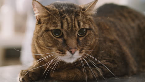 un gato lindo en la clínica veterinaria
