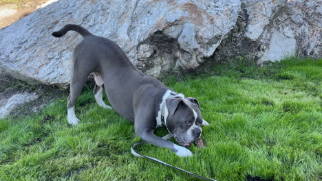 Mittlere-Statische-Aufnahme-Einer-Englischen-Bulldogge-Mit-Blauer-Linie-Am-Ende-Einer-Leine,-Die-An-Einem-Sonnigen-Tag-In-Einem-Kleinen-Stück-Grünem-Gras-In-Der-Nähe-Eines-Großen-Felsbrockens-Auf-Einem-Stock-Kaut