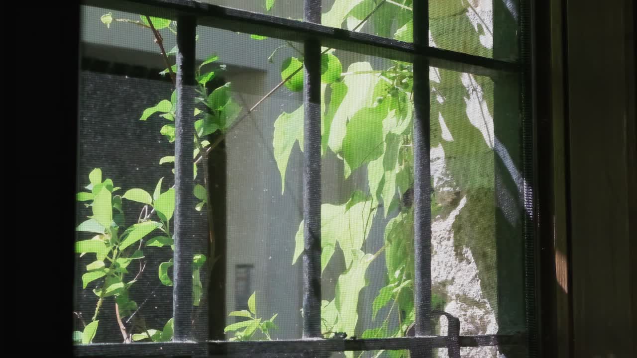 Slow motion camera gracefully pans across weathered window revealing green plants bathed in golden sunlight. Rustic interior. For wellness, lifestyle and contemplative content