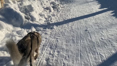 furry husky dog walks on white snowy winter path on leash, pov