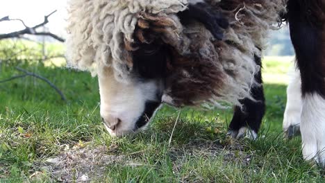 Close-up-of-a-grazing-sheep