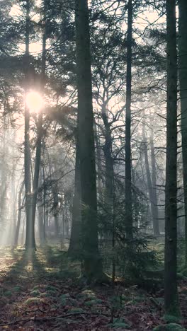 sunbeams in a misty forest