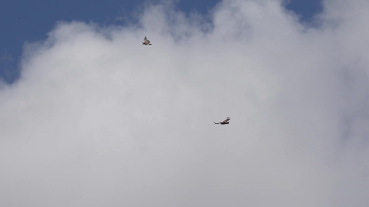 Two large birds soaring high in a partly cloudy blue sky, drifting apart in flight