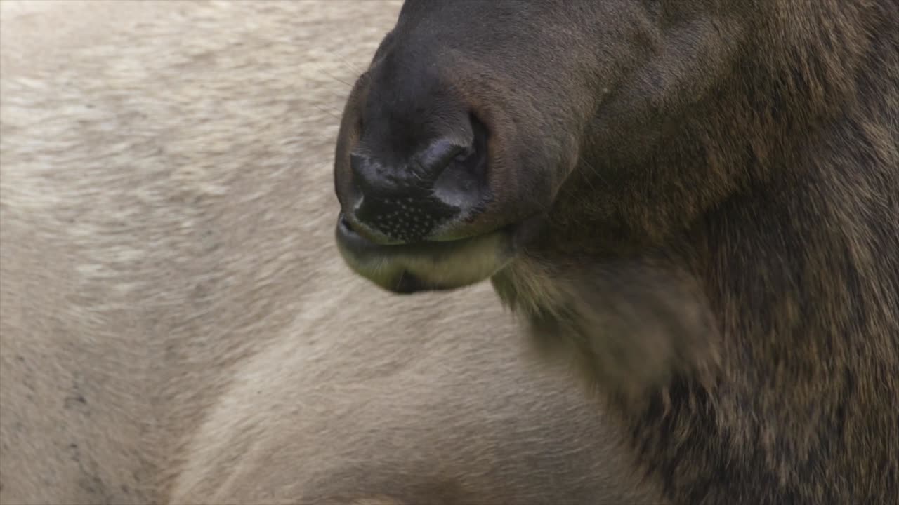 매머드, 옐로스톤 국립 공원, 미국에서 새김질을 하는 엘크 황소