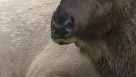 elk bull chewing the cud in mammoth, yellowstone national park, usa