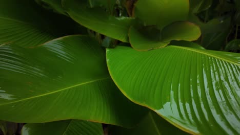 rainforest canopy humid plants leaves surface nature up-close veins striation
