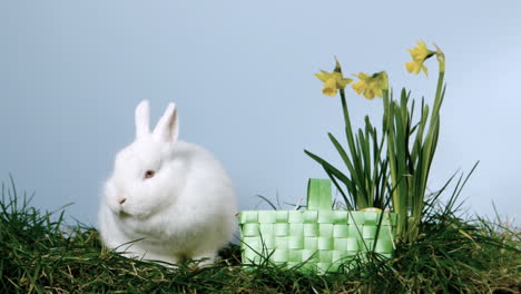 basket of easter eggs falling next to a fluffy bunny over grass and daffodils