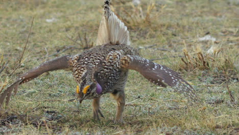 Beautiful-male-Sharp-tailed-Grouse-dances-in-slow-motion-on-prairie