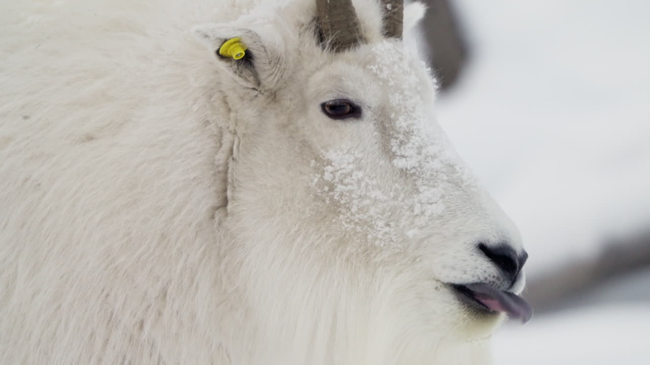горный портрет козы в зимний сезон, юкон, канада