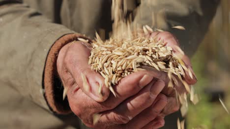 el agricultor inspecciona su cosecha con las manos y sostiene las semillas maduras de avena. si bien la avena es adecuada para el consumo humano como harina de avena y avena enrollada, uno de los usos más comunes es como alimento para el ganado.