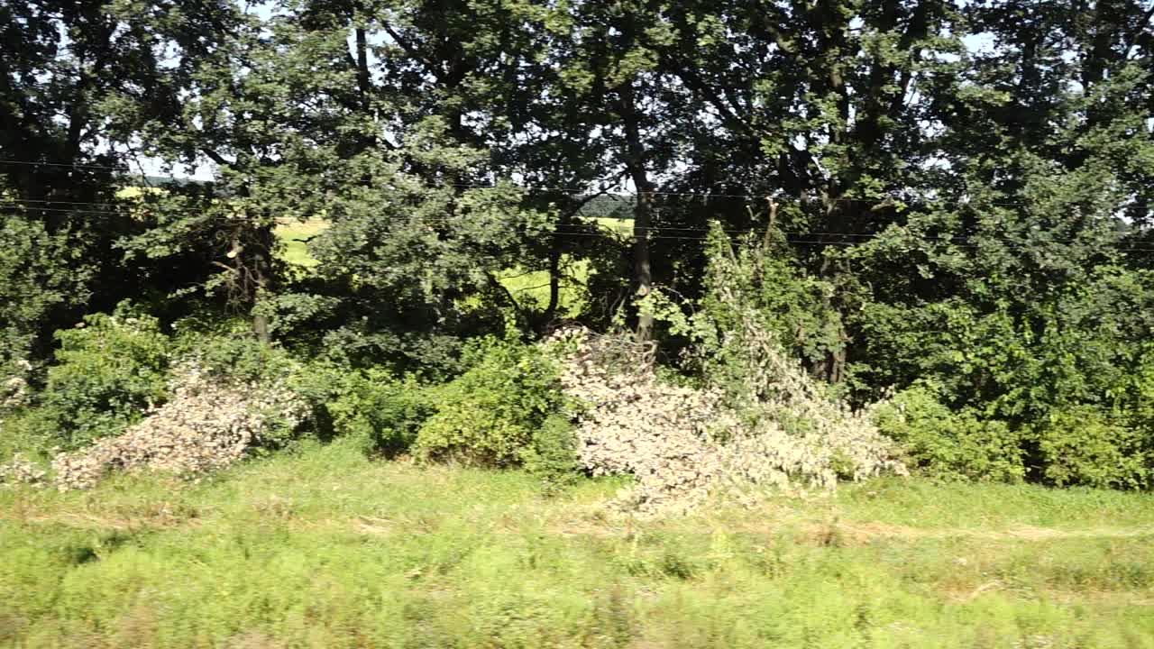 Alberi e campo agricolo. Ripresa in movimento.