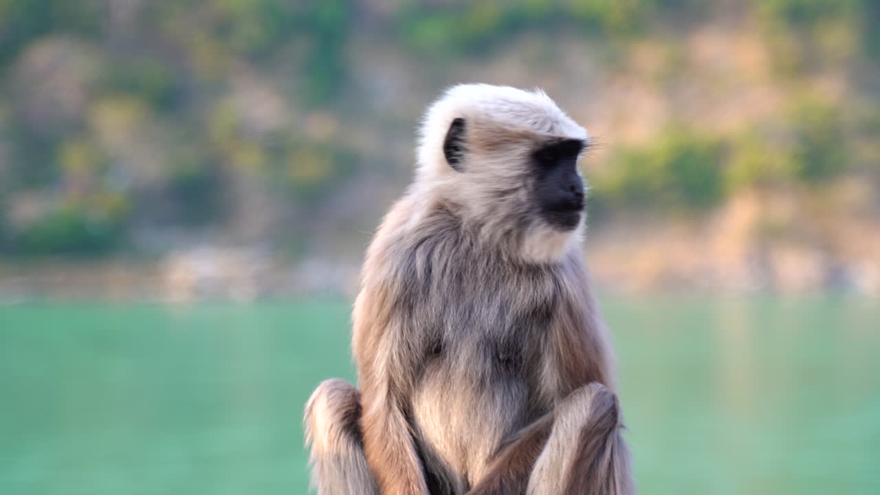 animal y vida silvestre tradicionalmente se refiere a especies animales no domesticadas