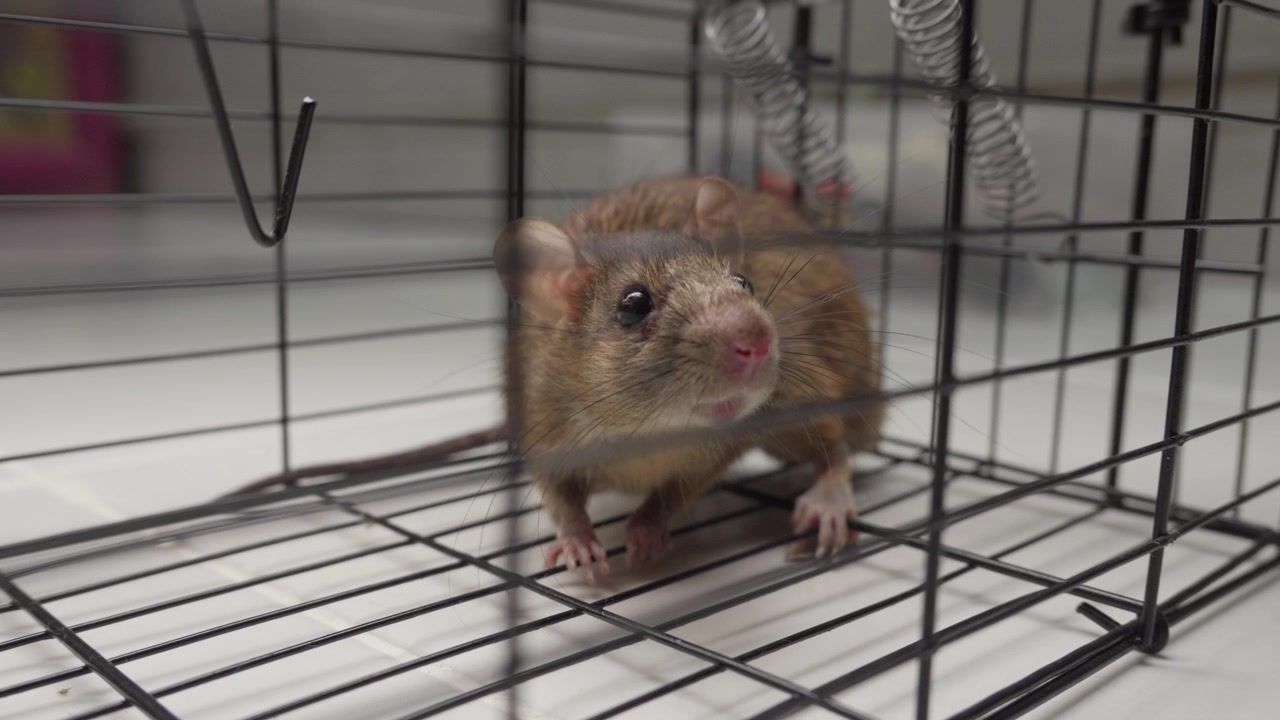 Ratto catturato in piedi dentro una gabbia di metallo su una superficie interna piastrellata per la disinfestazione.