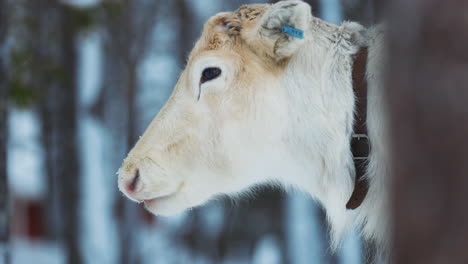 Young-white-reindeer-in-Swedish-Norbotten-Lapland-grazing-behind-snowy-woodland-trees