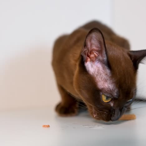 cute little burmese kitten is eating pet stick. healthy cat's meal. white background