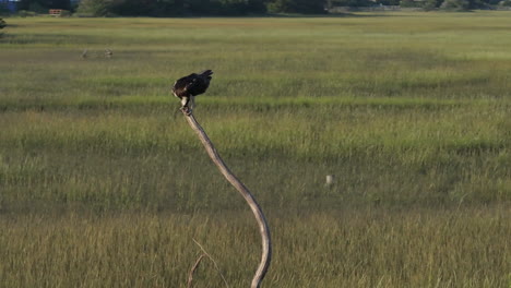 osprey perched on a pole in a marsh