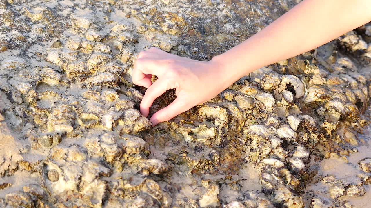 태국 푸켓 의 해변 에서 바위 에서 조개 를 손 으로 뽑는 것
