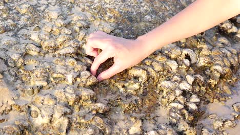 recogiendo mariscos a mano de las rocas en la playa de phuket, tailandia