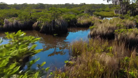lush green swamp and wetland landscape