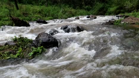 strong river stream with rocks in a green tropical jungle environment