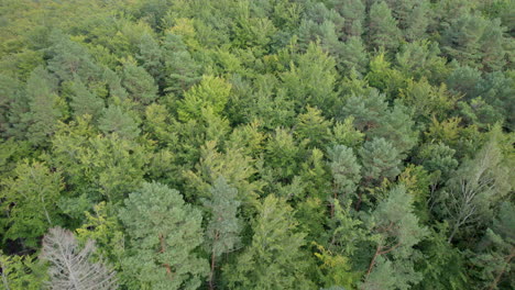 Summer-Green-Fresh-Tropical-Forest-In-Witomino,-Gdynia-Poland