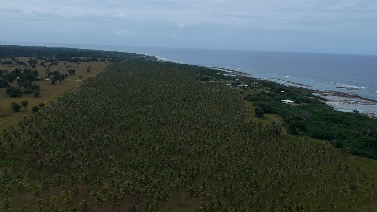 vista aérea de una gran plantación de palmeras de aldea que crece cerca de la costa de una remota isla tropical en el océano pacífico