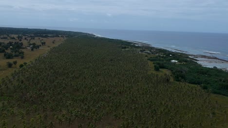 Vista-Aérea-De-Una-Gran-Plantación-De-Palmeras-De-Aldea-Que-Crece-Cerca-De-La-Costa-De-Una-Remota-Isla-Tropical-En-El-Océano-Pacífico