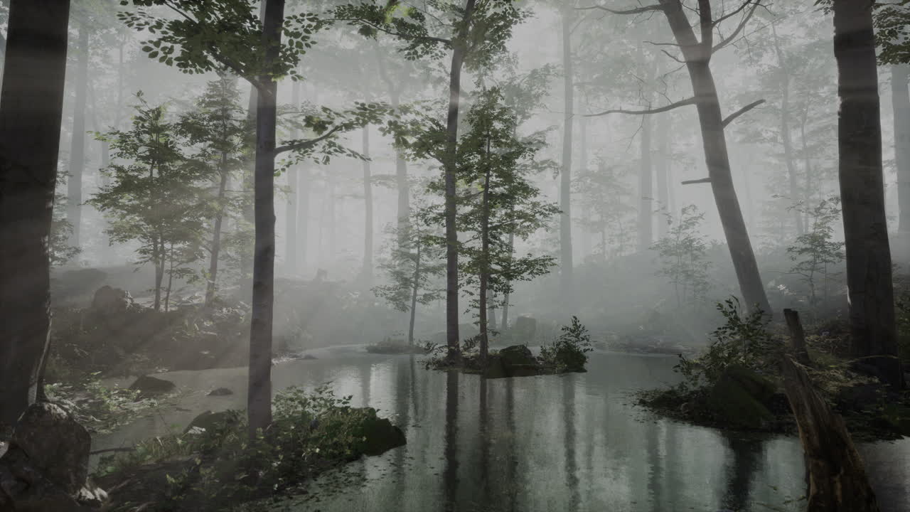 봄에 안개에 녹색 숲에서  ⁇ 빛