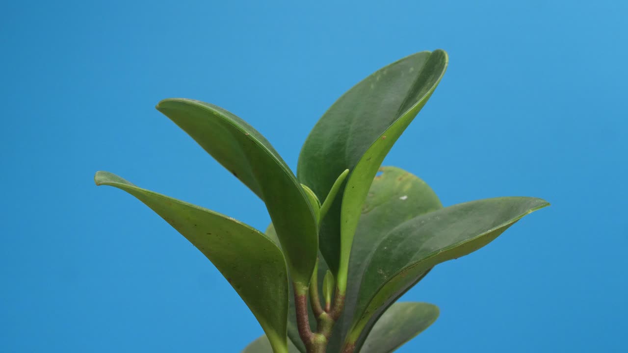 블루 스크린 배경에 자신을 중심으로 회전하는 고무 공장의 근접