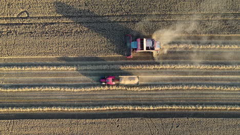 Luftaufnahme-Von-Oben-Nach-Unten-Von-Mähdrescher-Und-Getreidewagen-Auf-Landwirtschaftlichen-Feldern,-Hochwinkelige-Drohnenaufnahme