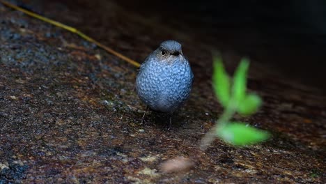 esta hembra de colirrojo plomizo no es tan colorida como el macho pero seguro que es tan esponjosa como una bola de un lindo pájaro