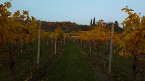 Flying-along-a-scenic-yellow-and-green-vineyard-field-on-hills-in-Valpolicella,-Verona,-Italy-in-autumn-after-harvest-of-grapes-for-red-wine-by-sunset-surrounded-by-traditional-farms