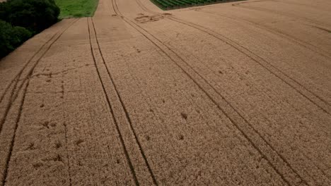 Luftaufnahme-Eines-Reifen-Weizenfeldes---Drohnenaufnahme