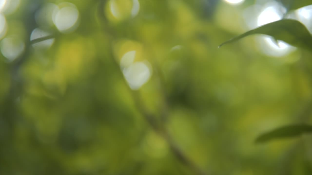 hojas verdes borrosas en la naturaleza con deslumbramiento solar