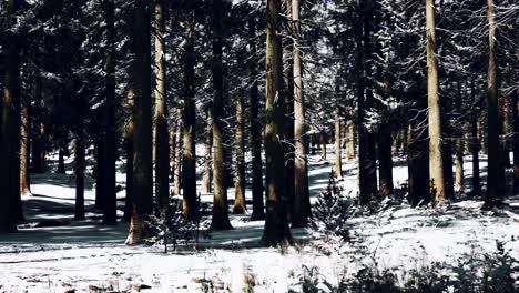 Puesta-De-Sol-O-Amanecer-En-El-Bosque-De-Pinos-De-Invierno-Cubierto-De-Nieve