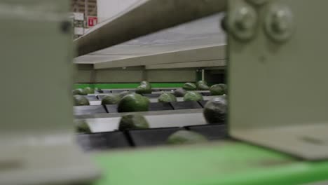 avocados in a packinghouse in michoacan