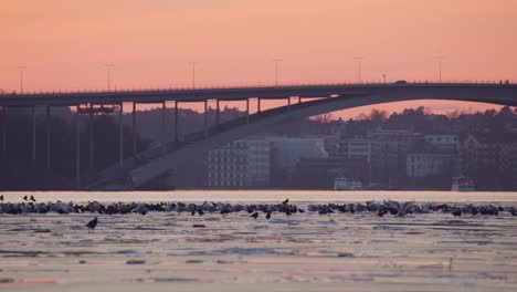 Viele-Vögel-Stehen-Auf-Dem-Eis-In-Stockholm