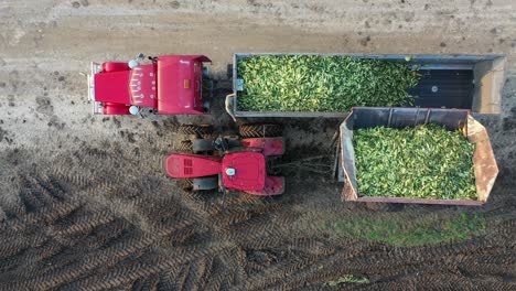 corn harvest operation