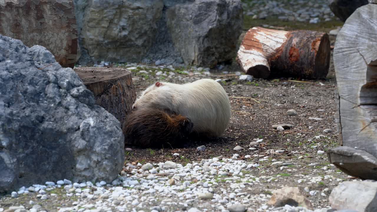 성인 뉴트리아 비버의 정적인 중간 샷은 자연 속에서 어린 아기 뉴트리아를 껴안고 돌봅니다