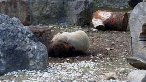 tiro medio estático de castor nutria adulto abrazar y cuidar de nutria bebé joven en la naturaleza
