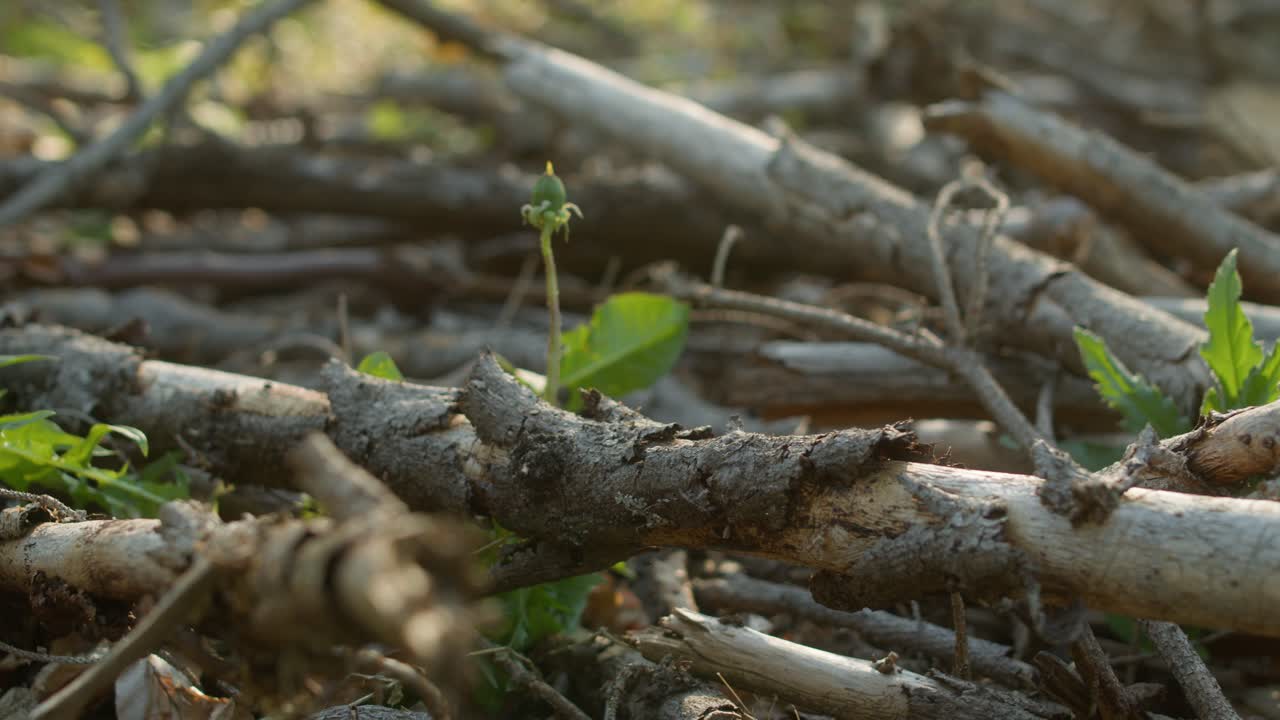 Dead dry spruce branches with bark in a forest hit by bark beetle in Czech countryside