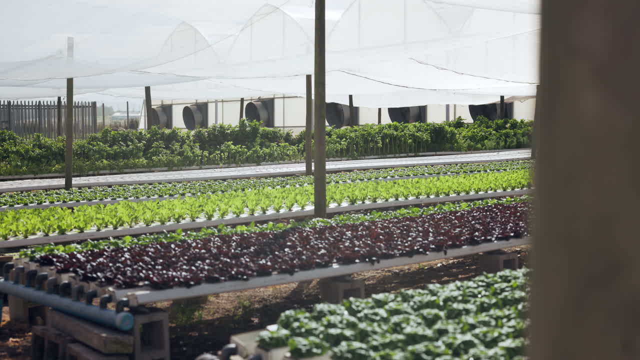 수확 온실 채소