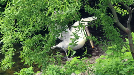 fast swimming of white pelican to zoological park lake coast.