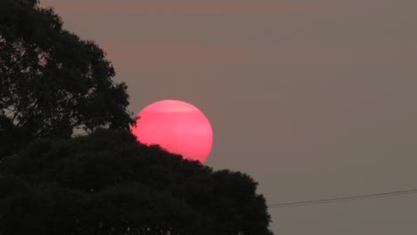 big pink sun behind gum trees sunset australia victoria gippsland maffra