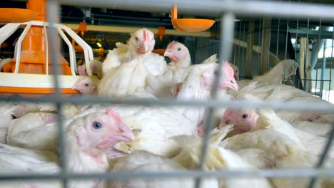 camera moves along chickens at a poultry farm. 4k.