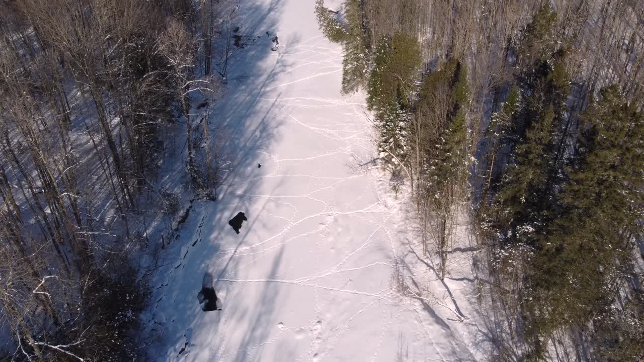 A peaceful snowy landscape stretches between two dense forests, captured from an aerial perspective in wintertime.
