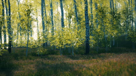 Panorama-Des-Birkenwaldes-Mit-Sonnenlicht