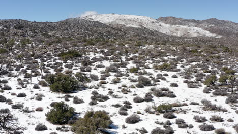 aerial view of the joshua trees national park on a sunny winter day